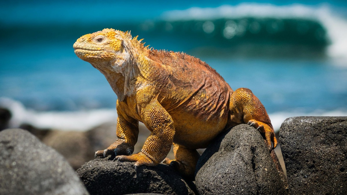 5 Beautiful Creatures You’ll See on the Galapagos Islands