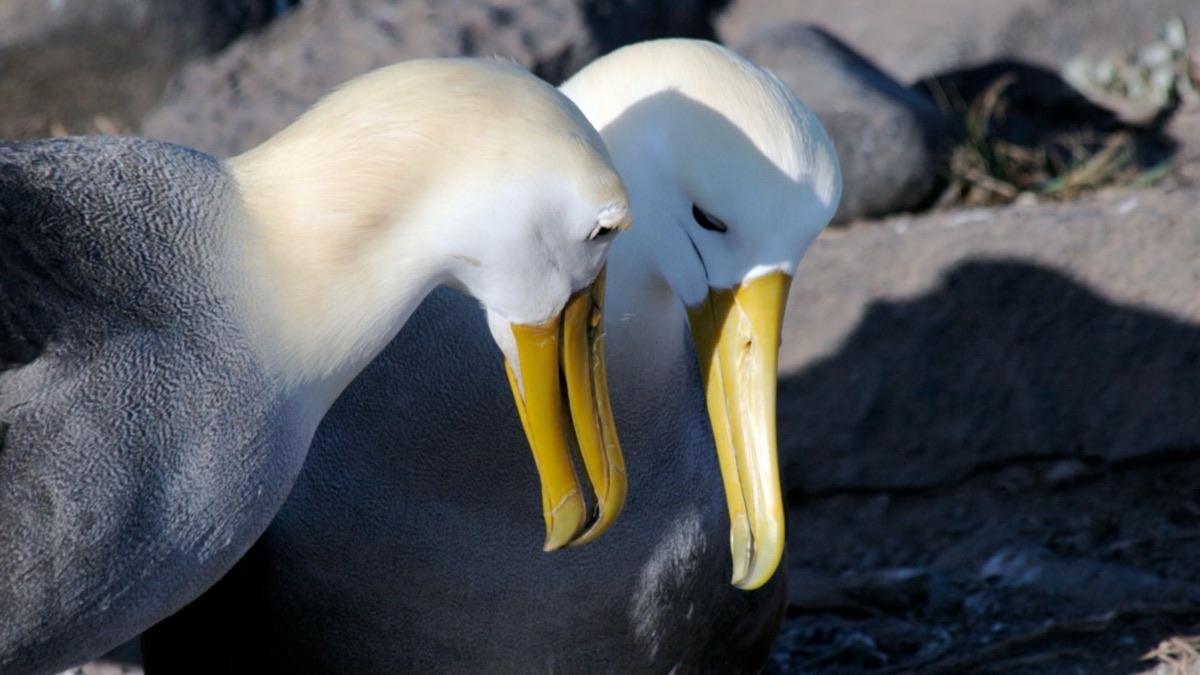 5 Beautiful Creatures You’ll See on the Galapagos Islands