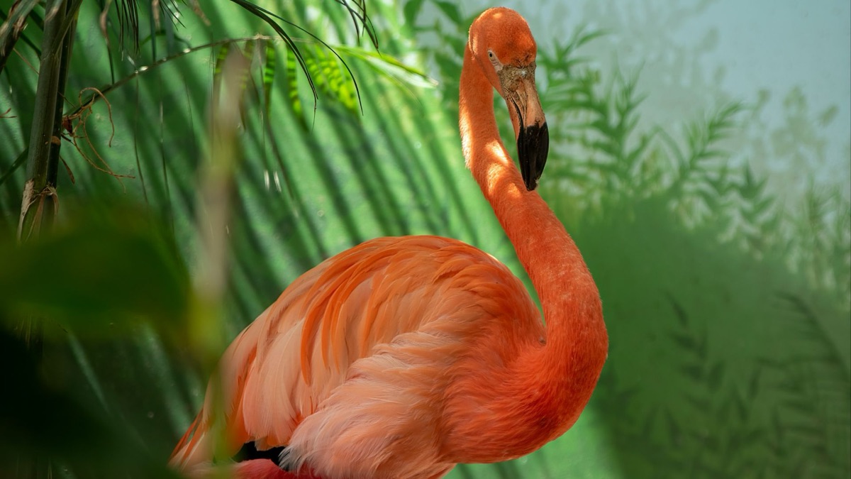 5 Beautiful Creatures You’ll See on the Galapagos Islands