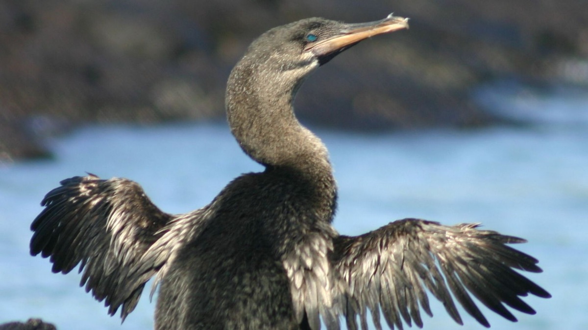 5 Beautiful Creatures You’ll See on the Galapagos Islands