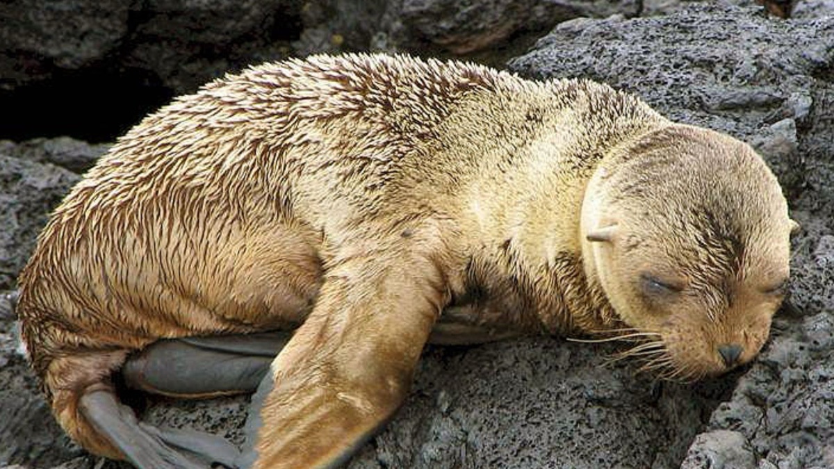 5 Beautiful Creatures You’ll See on the Galapagos Islands
