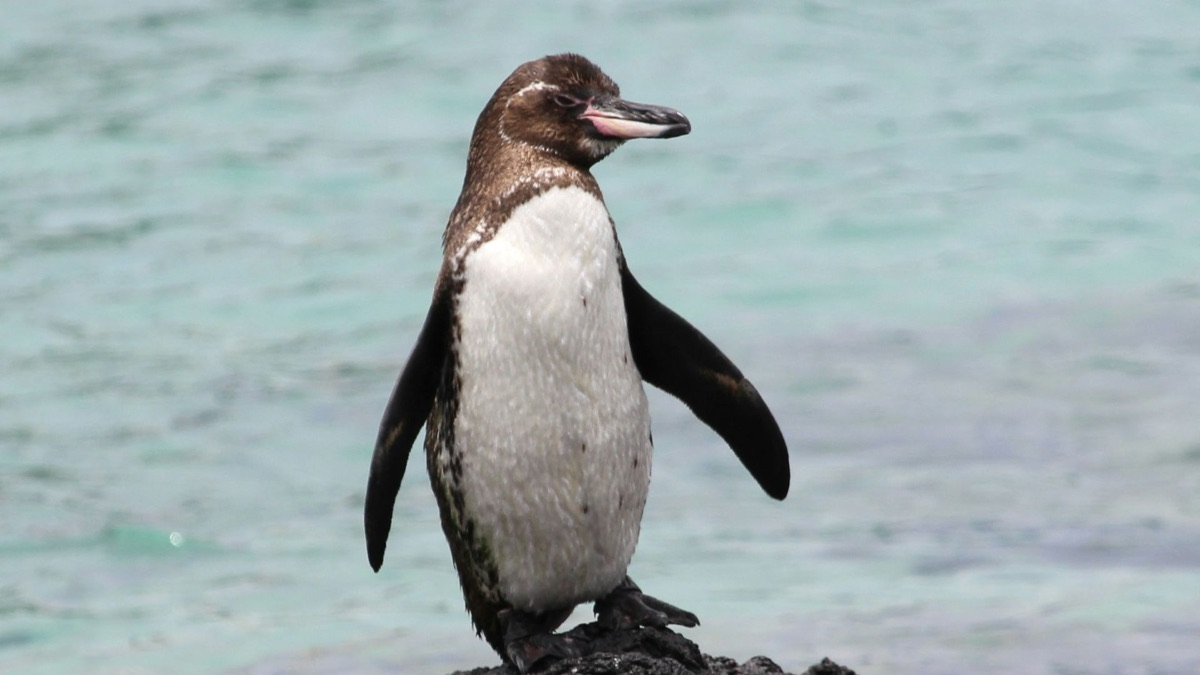 5 Beautiful Creatures You’ll See on the Galapagos Islands