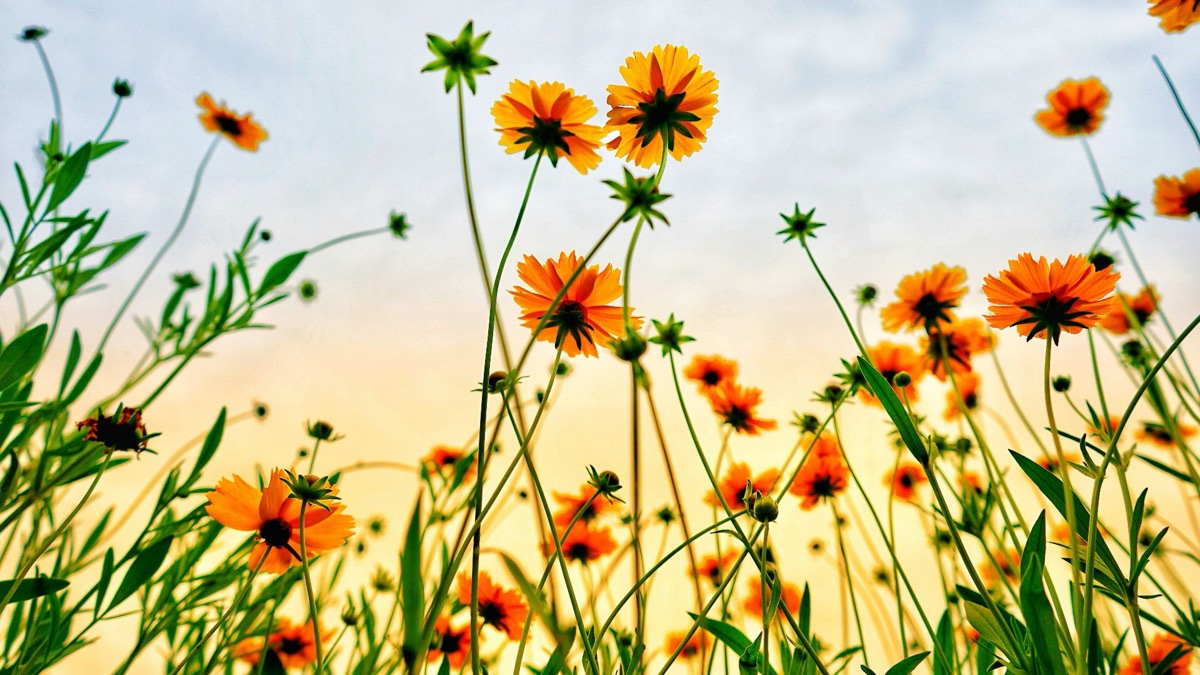 5 Beautiful Wildflowers You Should Pick For Your Home