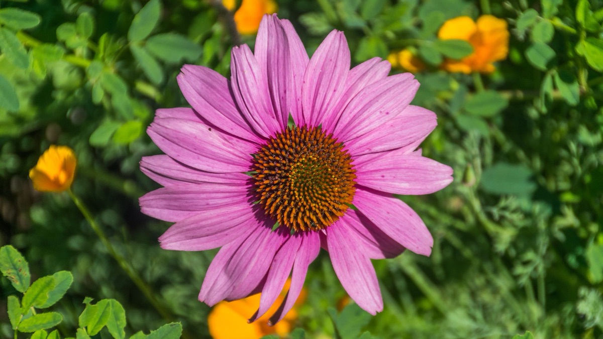 5 Beautiful Wildflowers You Should Pick For Your Home