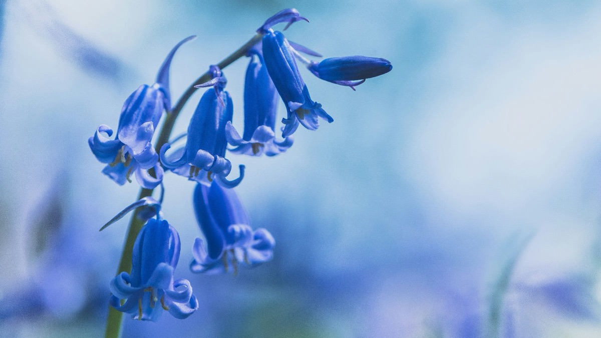 5 Beautiful Wildflowers You Should Pick For Your Home