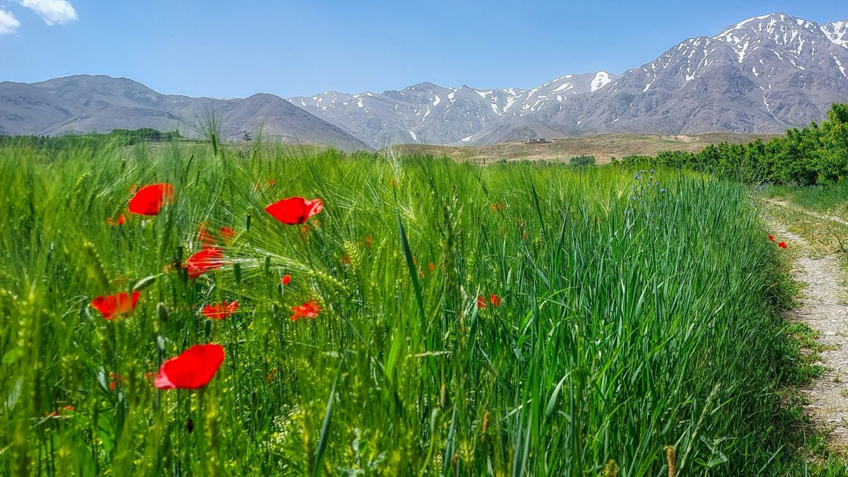 5 Beautiful Wildflowers You Should Pick For Your Home