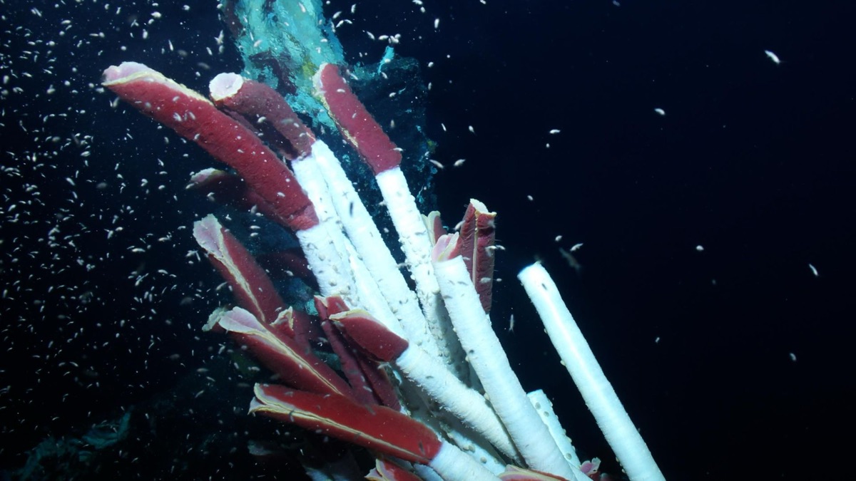 The 5 Coolest Underwater Discoveries Scientists Have Found