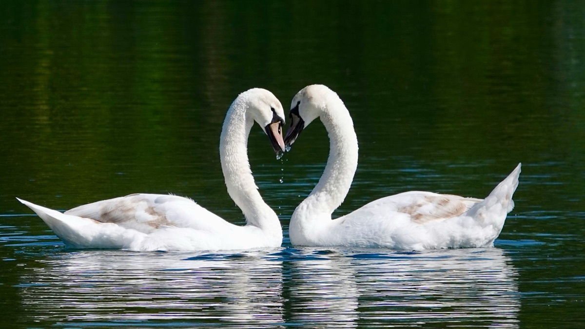 5 Meanest Birds You Don’t Want To Cross