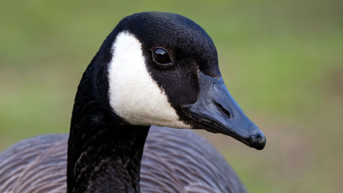 5 Meanest Birds You Don’t Want To Cross