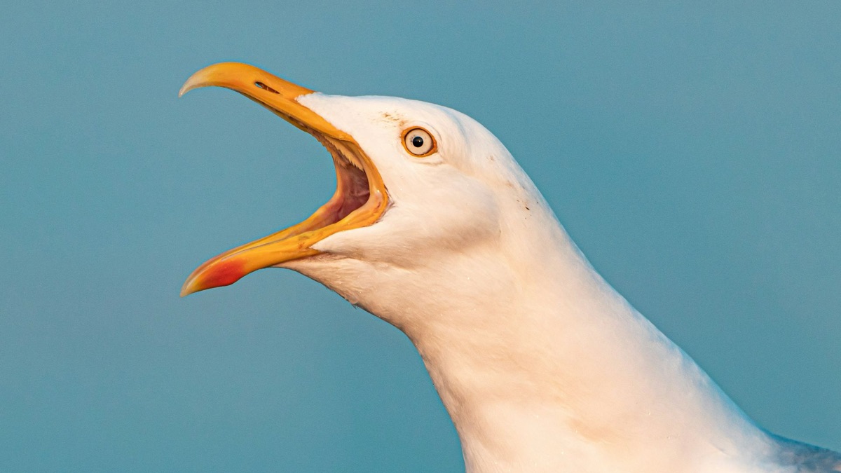 5 Meanest Birds You Don’t Want To Cross