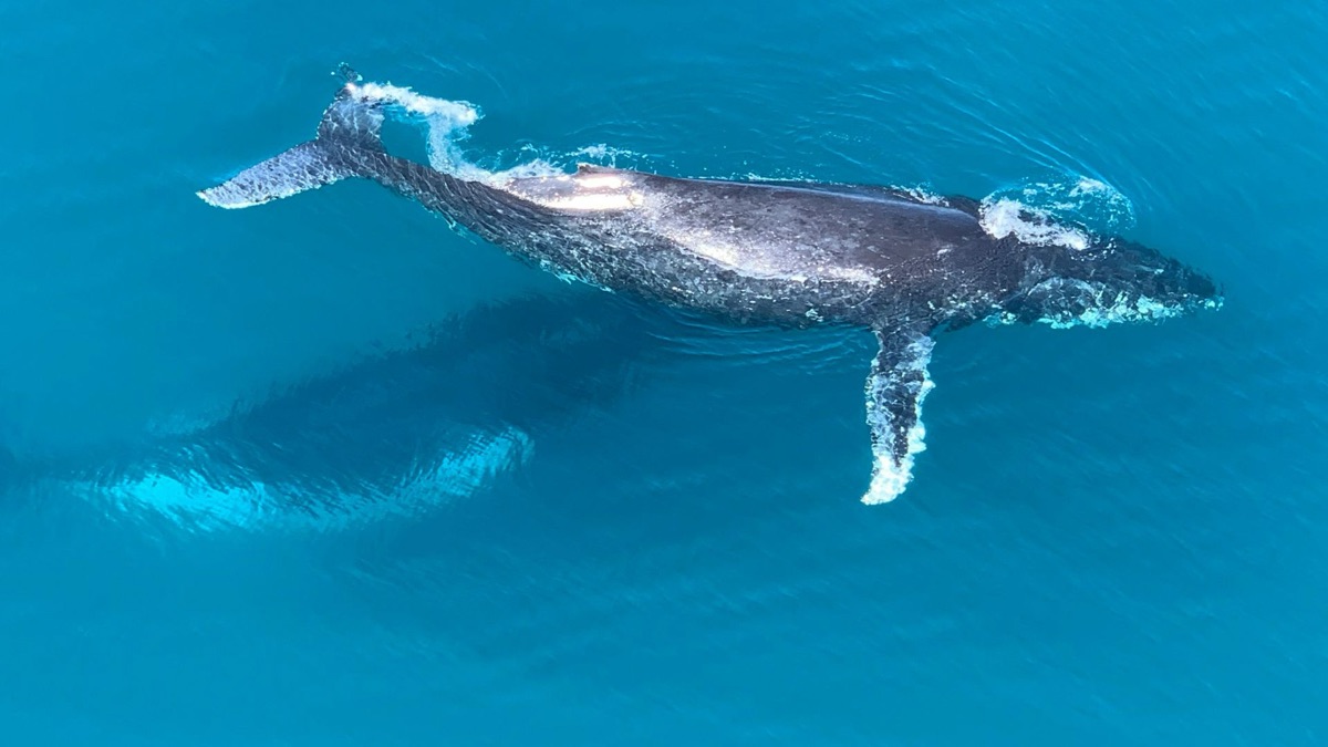 5 Places You Can Catch Whale Sightings Regularly