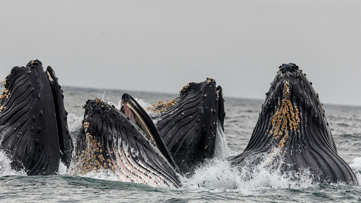5 Places You Can Catch Whale Sightings Regularly