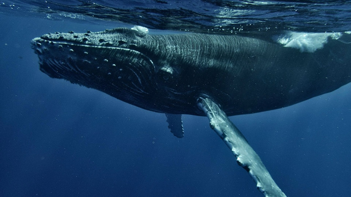 5 Places You Can Catch Whale Sightings Regularly