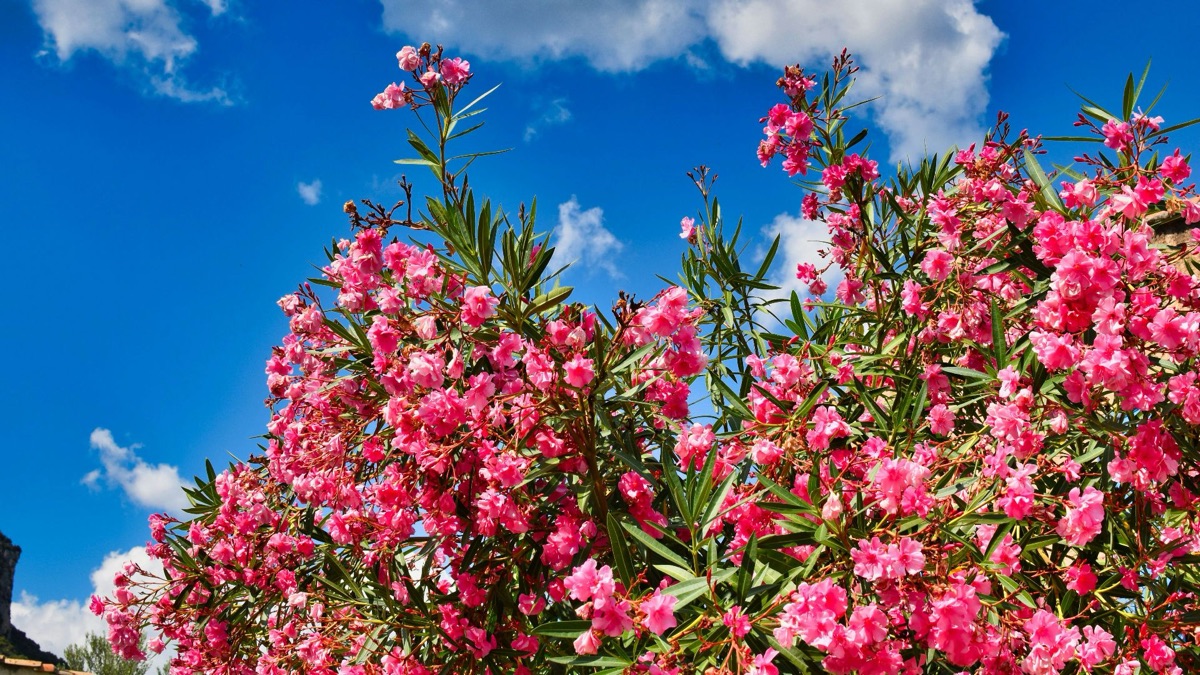 5 Pretty Flowers That Are Actually Surprisingly Dangerous