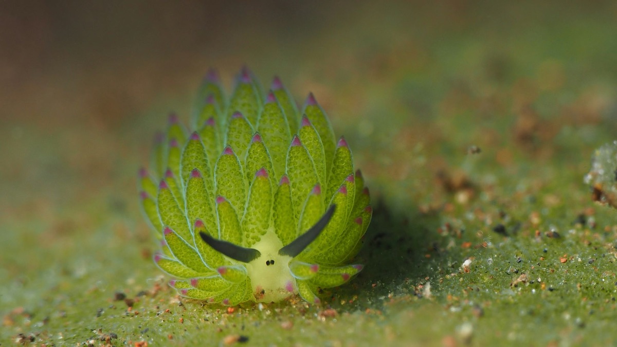 The 5 Weirdest Creatures Spotted in the Ocean