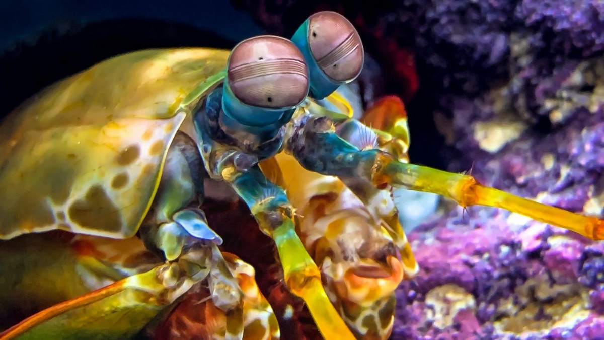 The 5 Weirdest Creatures Spotted in the Ocean