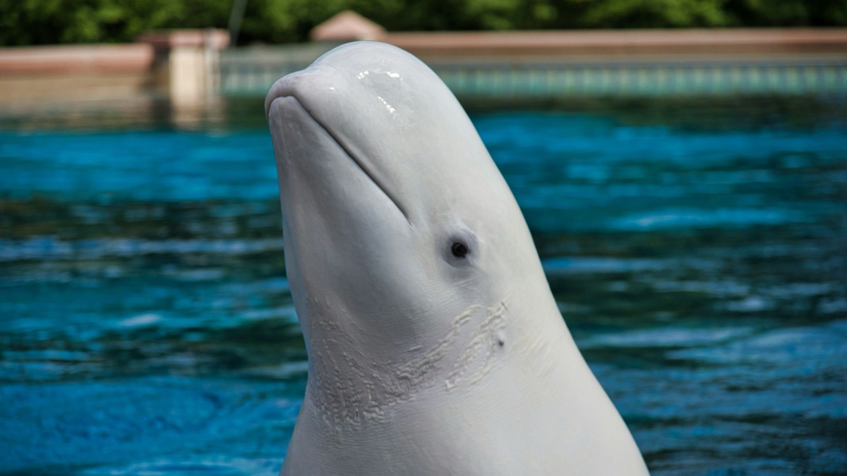 The 5 Cutest Ocean Creatures We Wish We Could Have as Pets