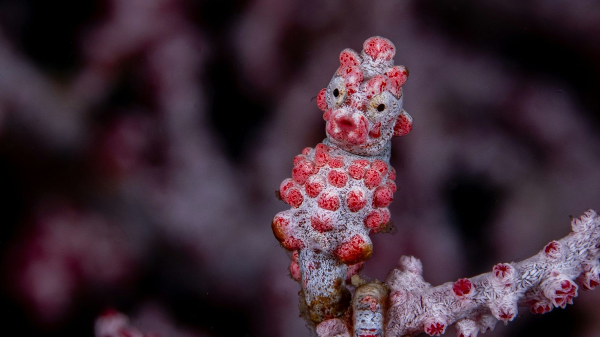 The 5 Cutest Ocean Creatures We Wish We Could Have as Pets