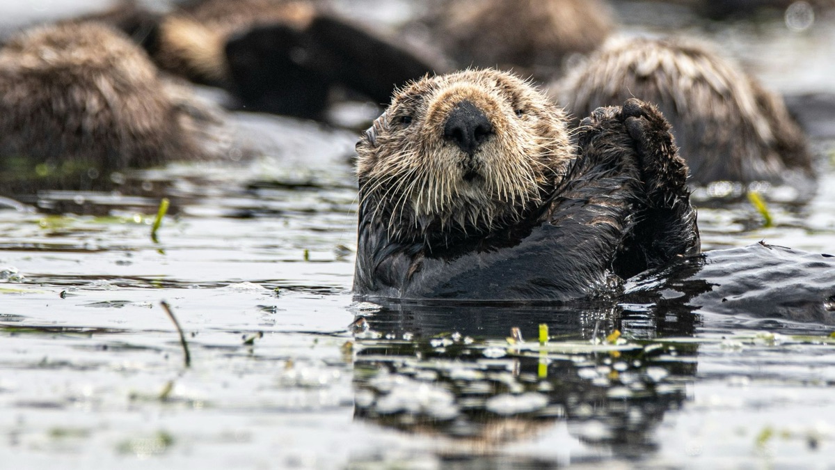 The 5 Most Intelligent Underwater Animals